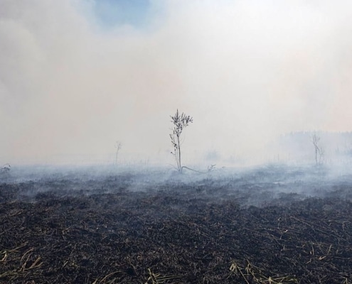landschap na een bosbrand