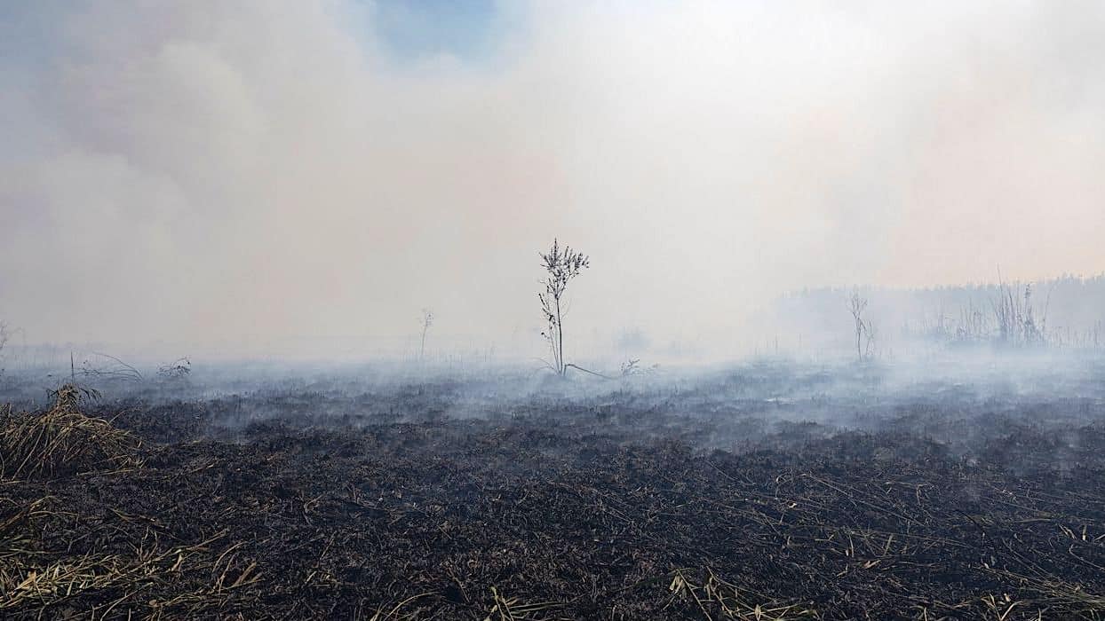 landschap na een bosbrand