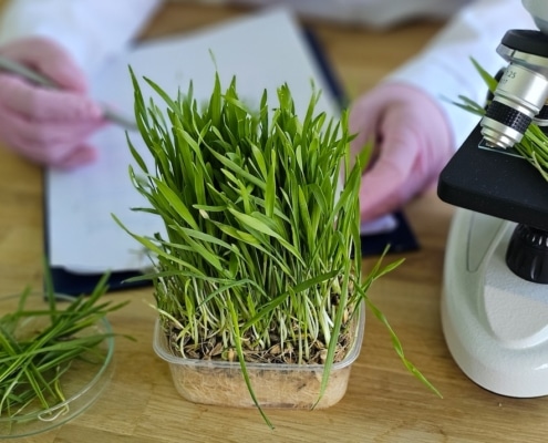 onderzoek naar plantenbladeren