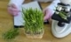 onderzoek naar plantenbladeren