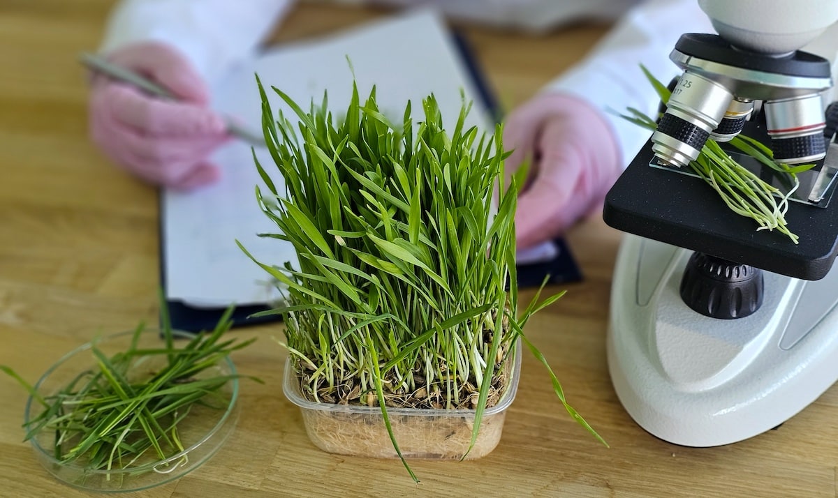 onderzoek naar plantenbladeren