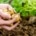 pfas in de groenten uit je moestuin