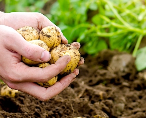 pfas in de groenten uit je moestuin