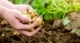 pfas in de groenten uit je moestuin