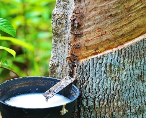 rubber tappen van de boom