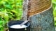 rubber tappen van de boom