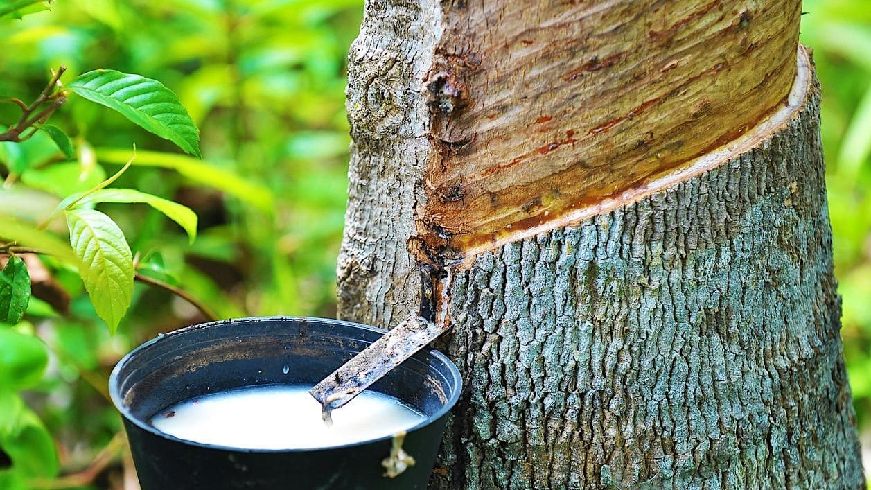rubber tappen van de boom