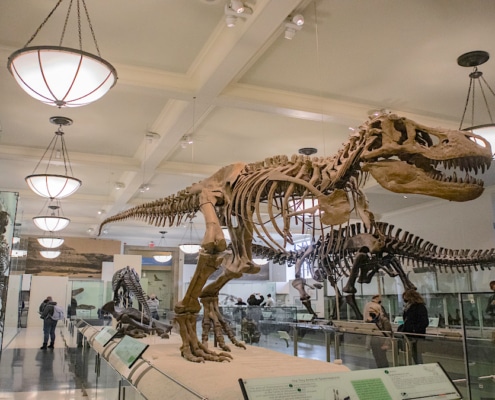 Shot of a Tyrannosaurus skeleton at the American Museum of Natural History