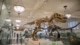 Shot of a Tyrannosaurus skeleton at the American Museum of Natural History