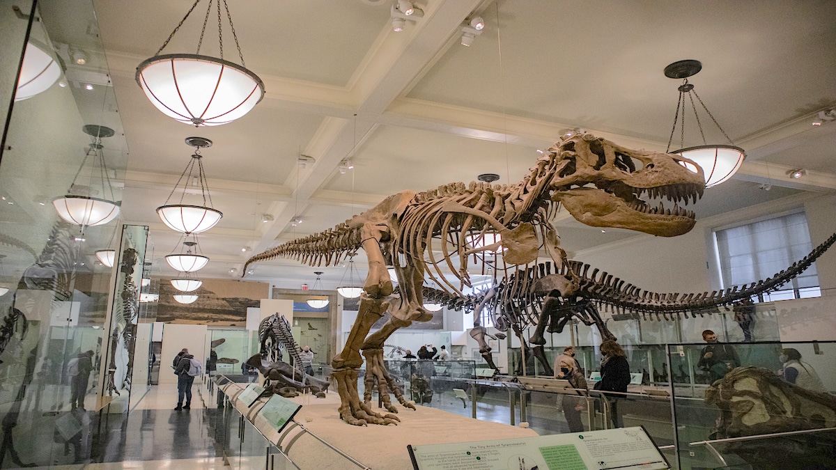 skelet van een tyrannosaurus