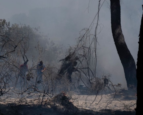 bosbrand ecocide