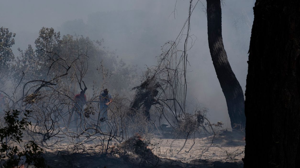 bosbrand ecocide