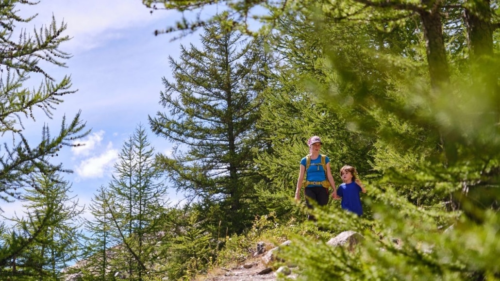 bossen nemen minder co2 op