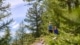 bossen nemen minder co2 op