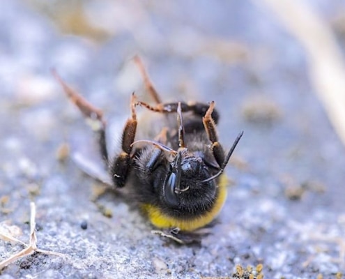 Een dode hommel op de grond