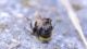 Een dode hommel op de grond