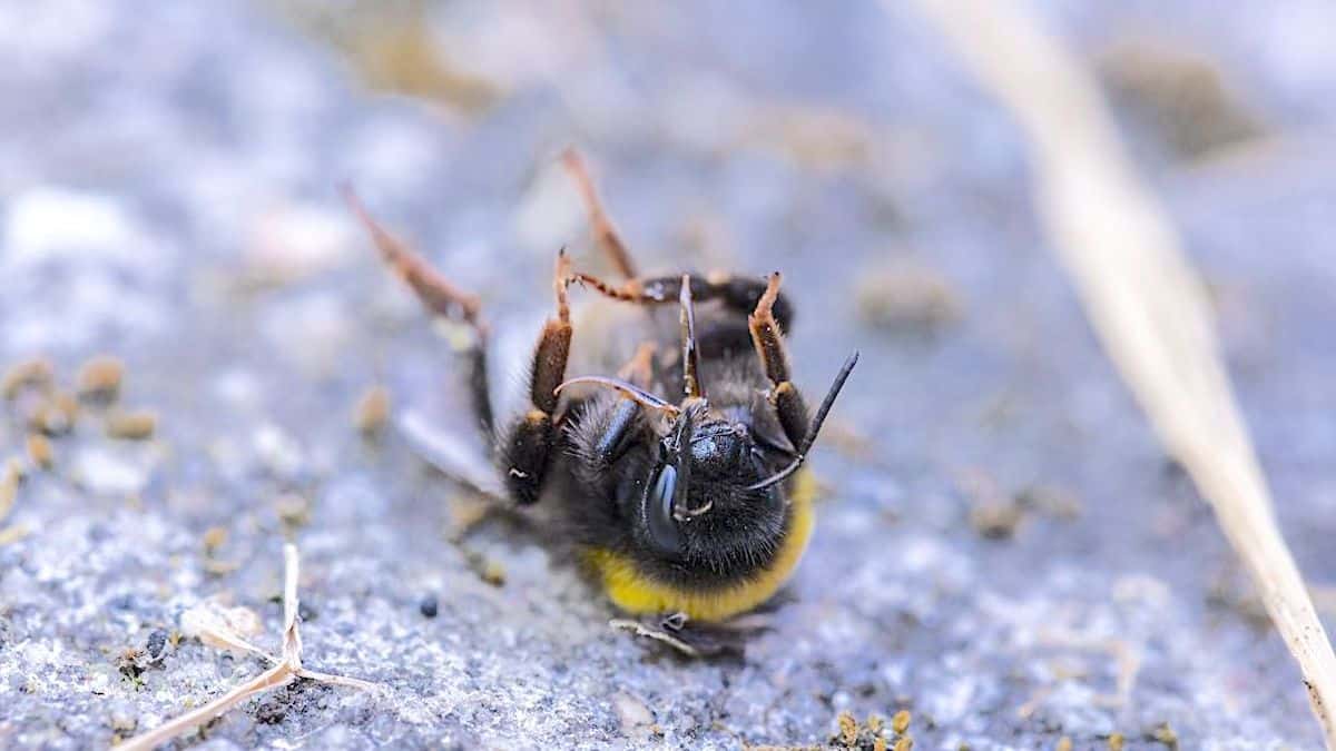 Een dode hommel op de grond