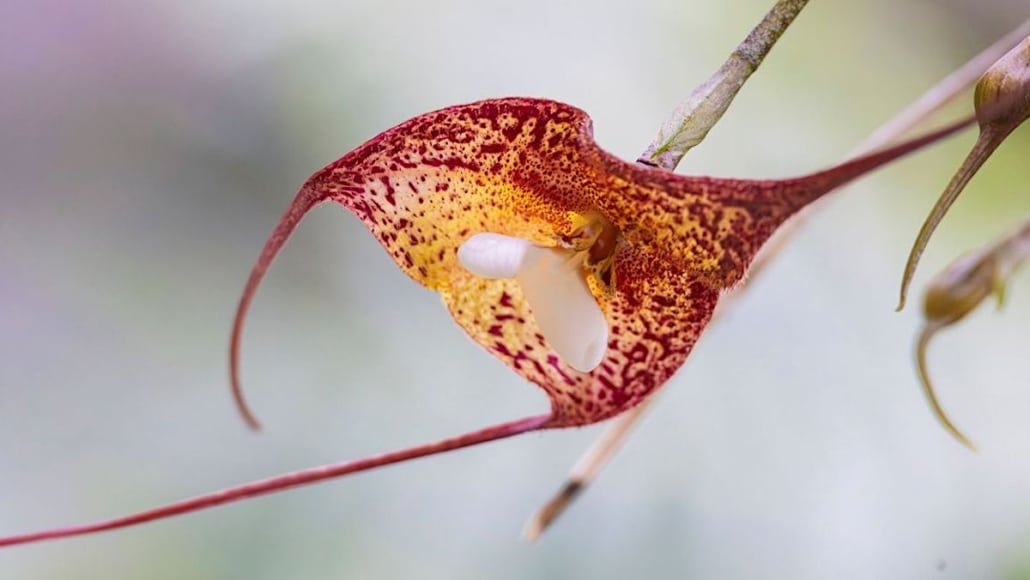 dracula-orchidee