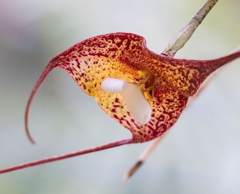 dracula-orchidee