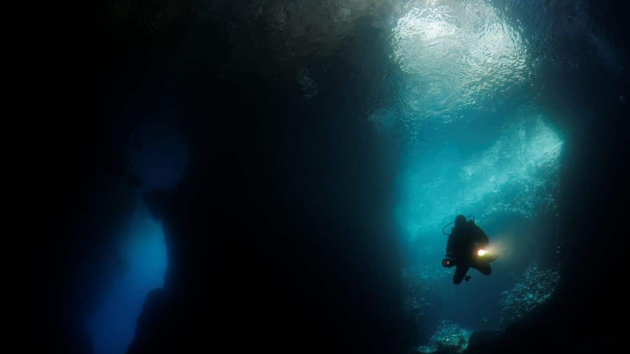duiker