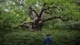 eikenboom