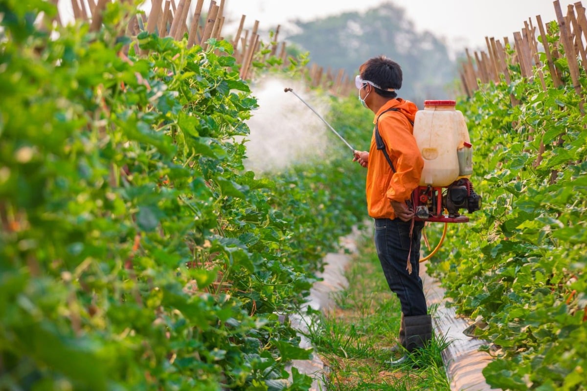 Landbouwarbeiders spuiten pesticiden onder hoge temperaturen.