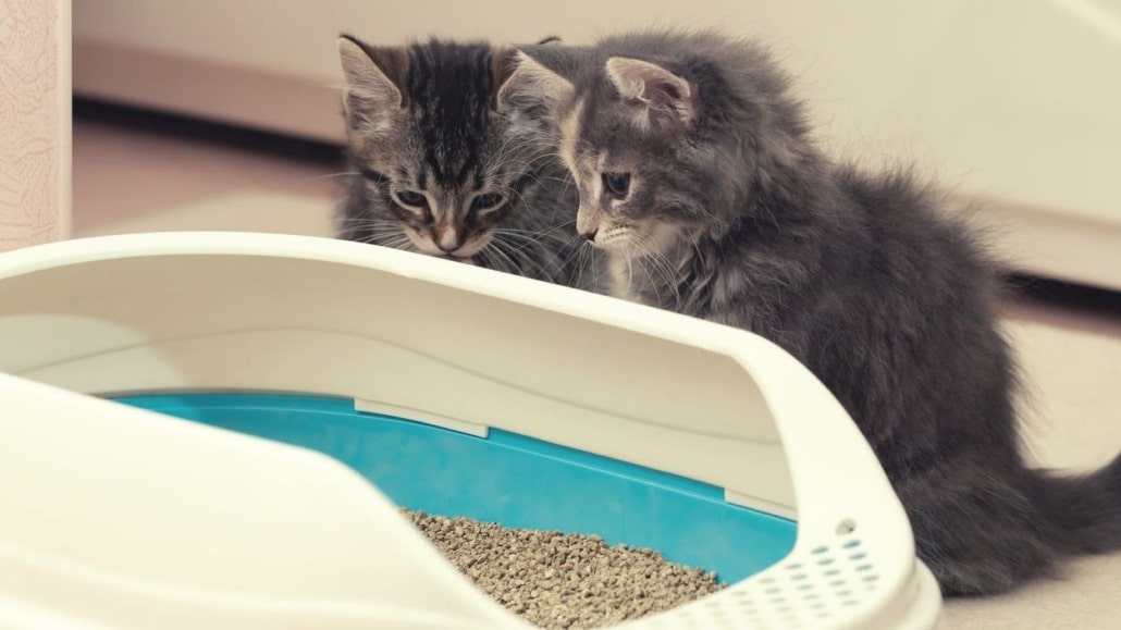kattenbak