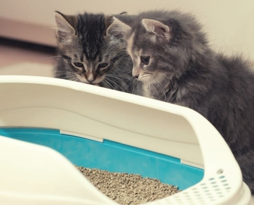 kattenbak