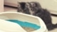 kattenbak