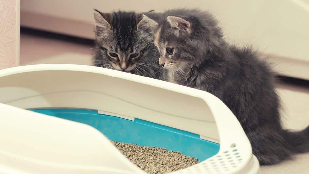 kattenbak