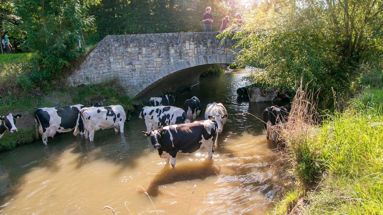 Koeien zoeken koelte in een opwarmend klimaat