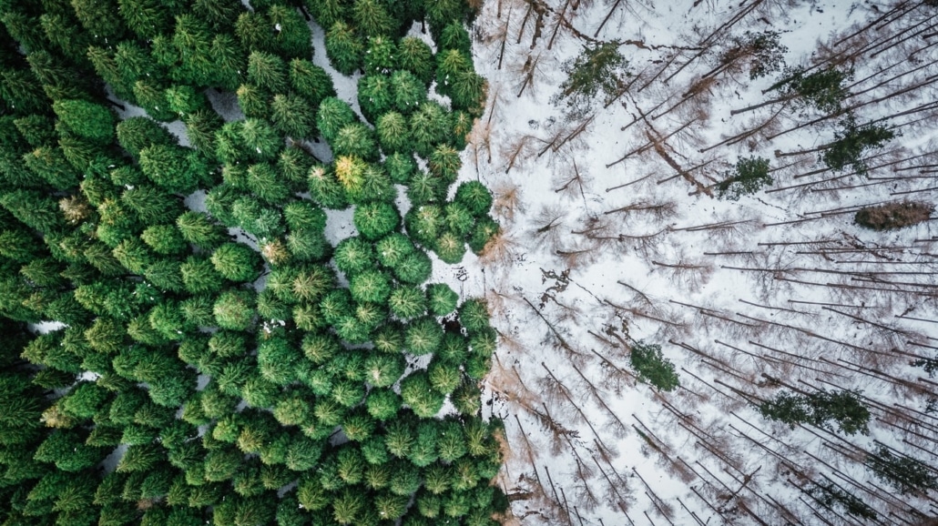 omgevallen bomen