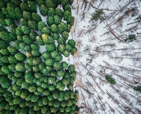 omgevallen bomen