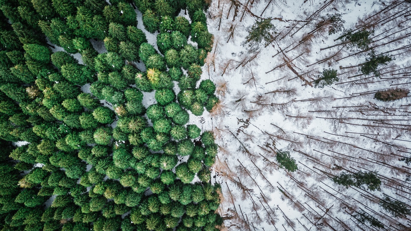 omgevallen bomen