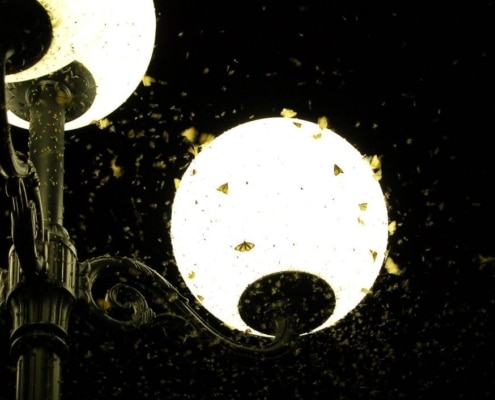 Insecten zwermen rond straatverlichting.