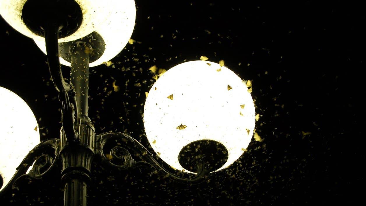 Insecten zwermen rond straatverlichting.