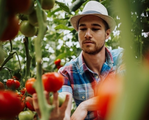 Tomaten zoutbestendig maken