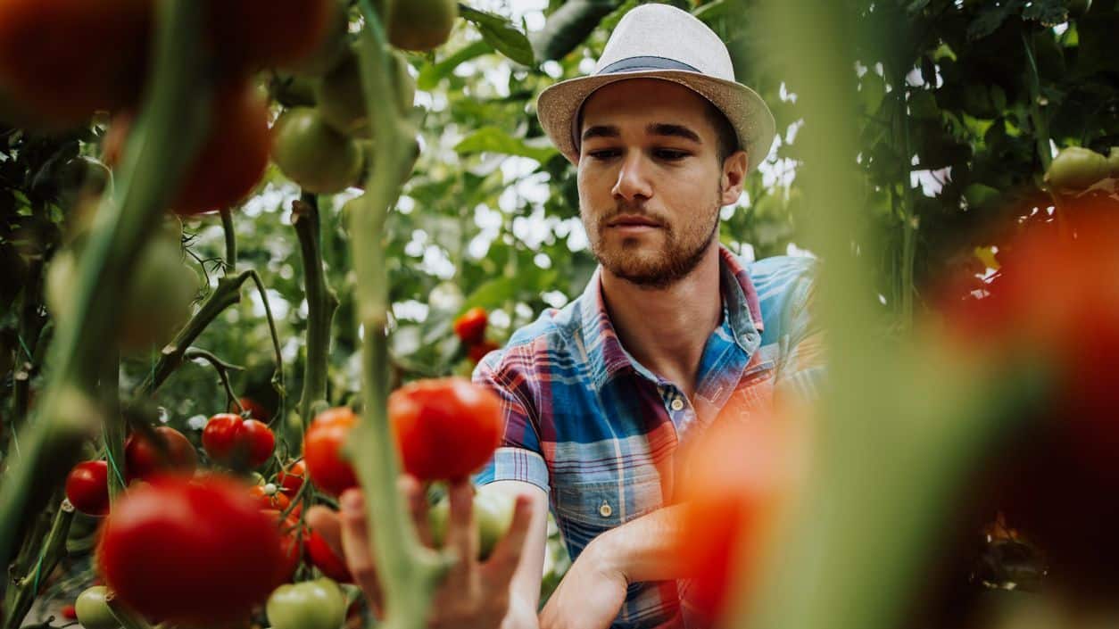Tomaten zoutbestendig maken