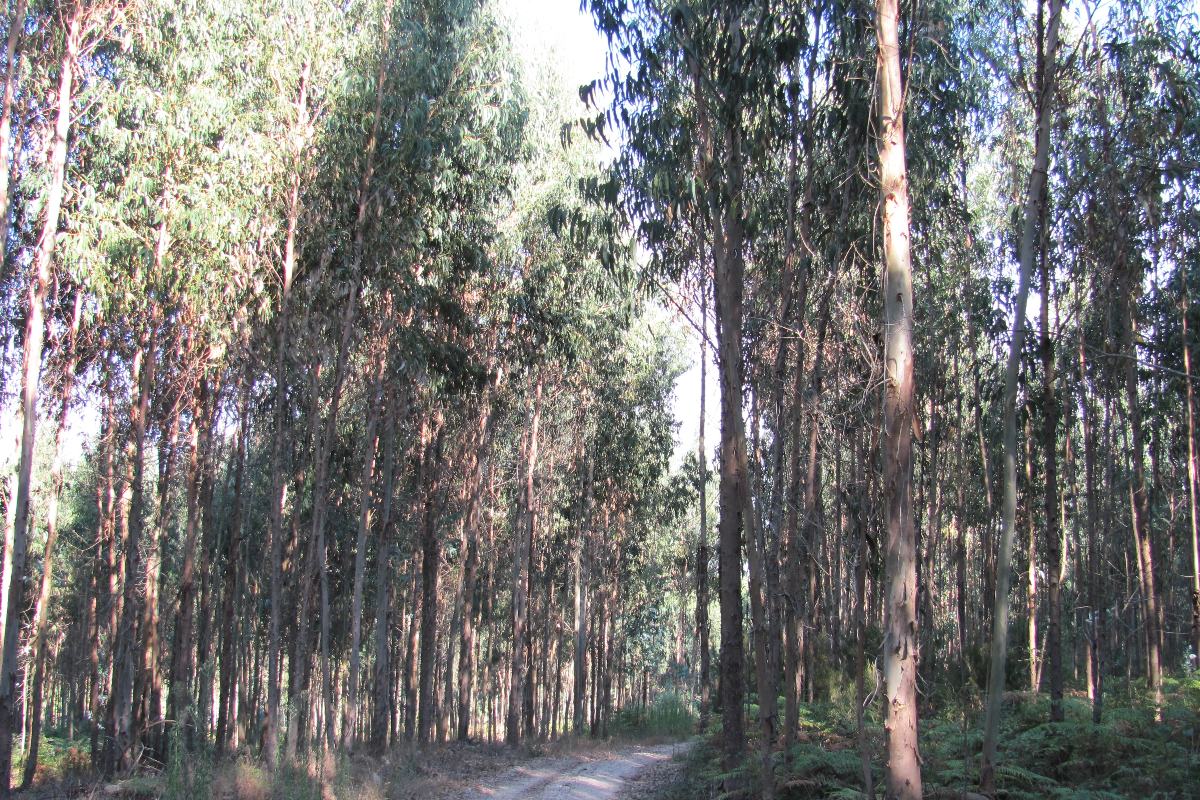 Eucalyptusplantage in Portugal.