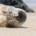 gestresste zeehond