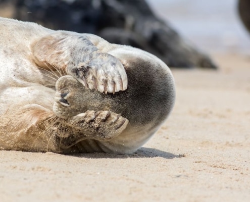 gestresste zeehond