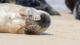 gestresste zeehond