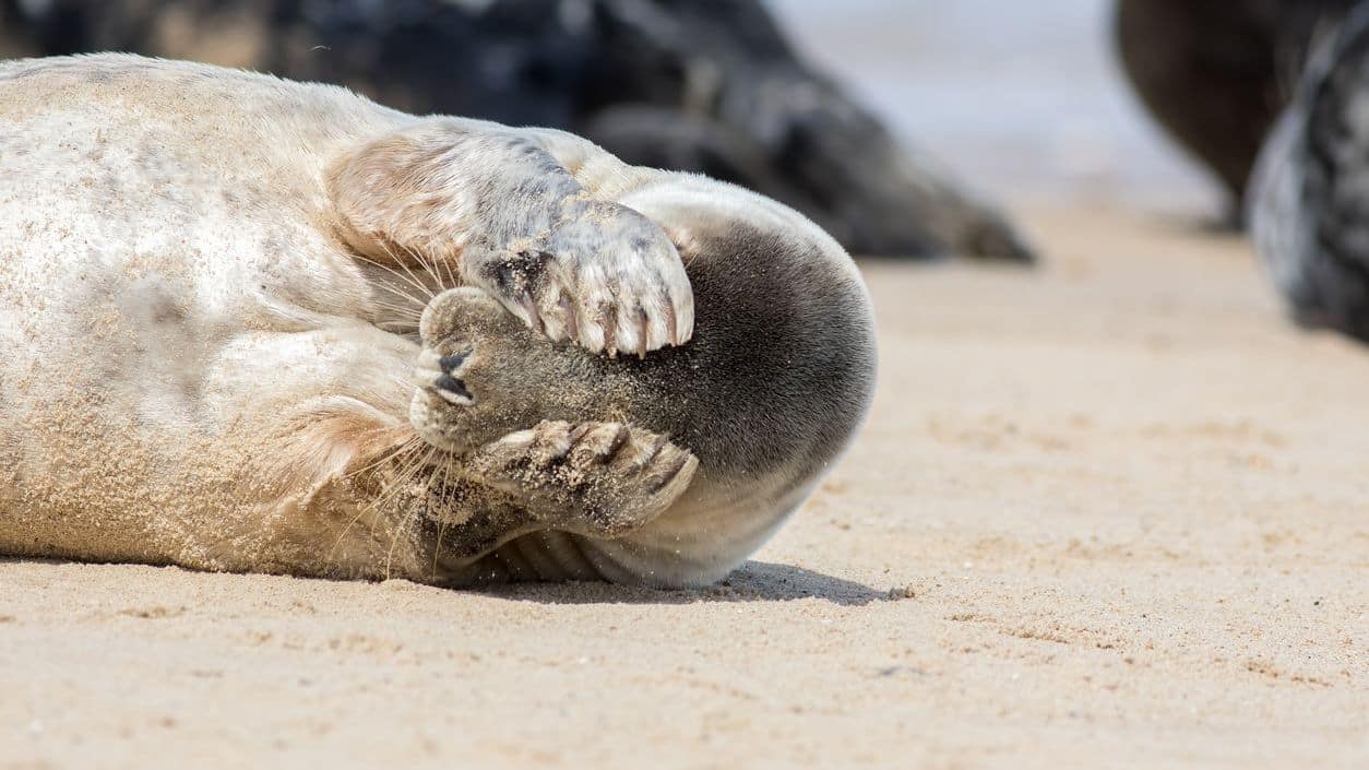 gestresste zeehond