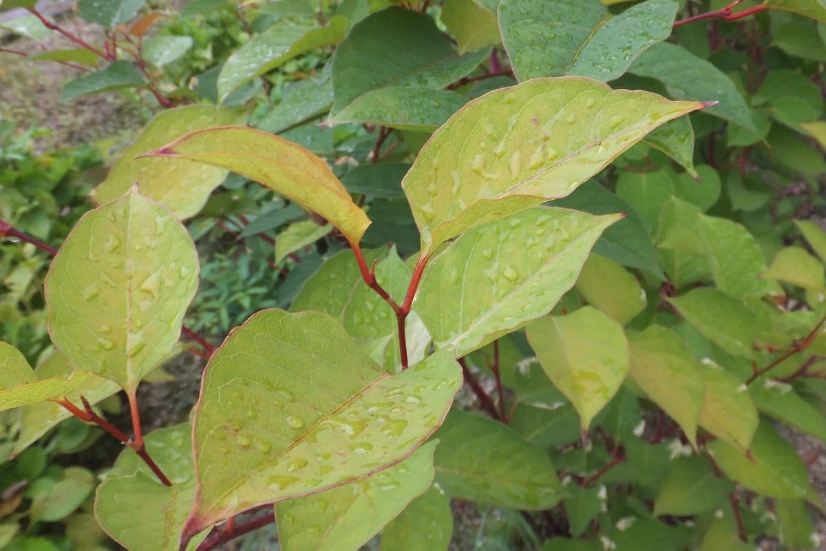Close-up van de bladeren en roodachtige stengels van Fallopia japonica, ook wel Japanse duizendknoop genoemd.
