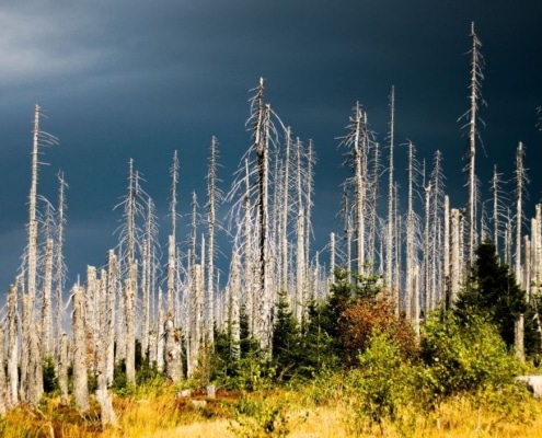 Dode bomen