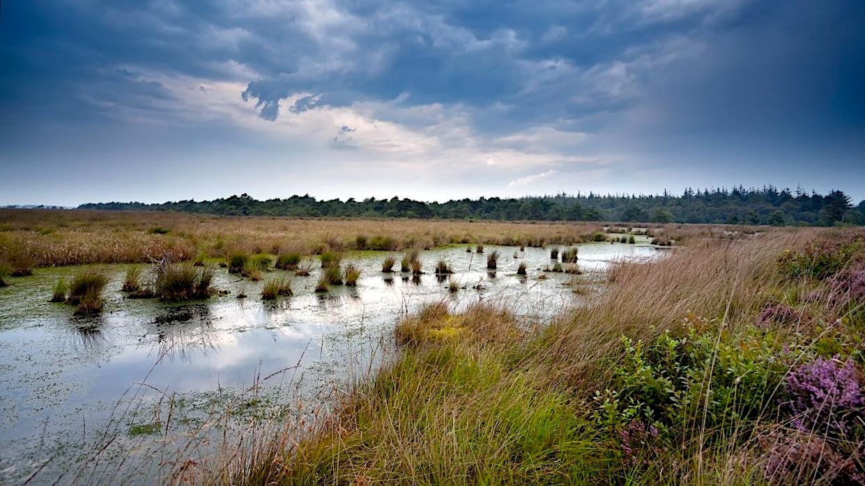 Friese veenpolders gaan plaatsmaken voor natuur.