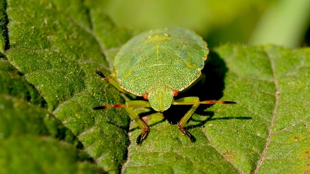 groene stinkwants Palomena prasina