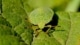 groene stinkwants Palomena prasina