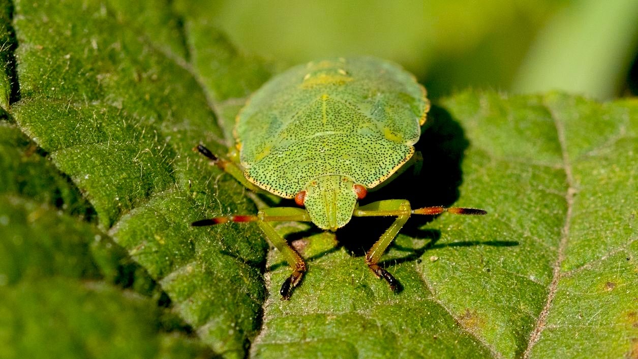 groene stinkwants Palomena prasina