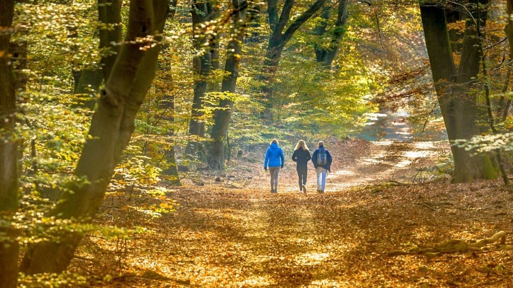 wandelaars in een bos in de herfst